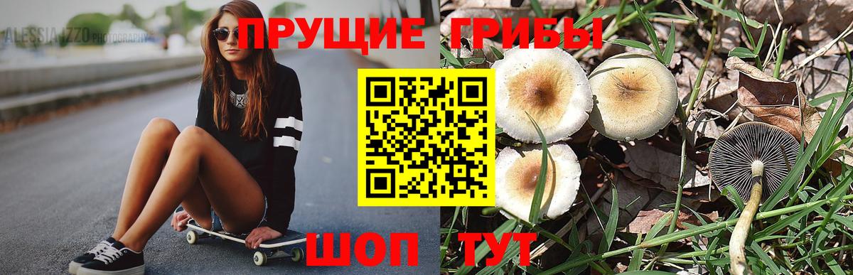 Псилоцибиновые грибы прущие грибы  Баксан  Галлюциногенные грибы ЛСД 